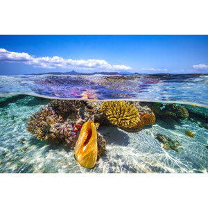 Umělecká fotografie Lagoon life, Barathieu Gabriel, (40 x 26.7 cm)