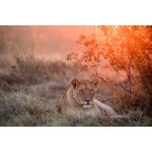 Umělecká fotografie Sunset Lioness, Alessandro Catta, (40 x 26.7 cm)