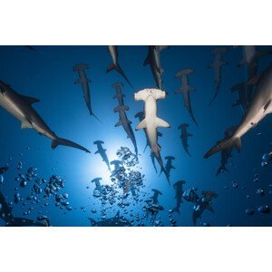 Umělecká fotografie Hammerhead Shark, Barathieu Gabriel, (40 x 26.7 cm)