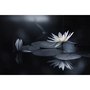 Umělecká fotografie Reflection, Takashi Suzuki, (40 x 26.7 cm)