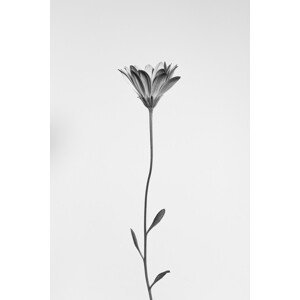 Umělecká fotografie Daisy, Thierry Lagandré (Transgressed Light), (26.7 x 40 cm)