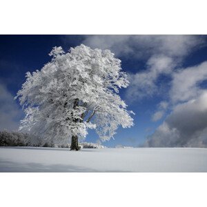 Umělecká fotografie White Windbuche in Black Forest, Nicolas Schumacher, (40 x 26.7 cm)