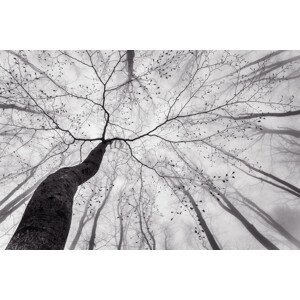 Umělecká fotografie A view of the tree crown, Tom Pavlasek, (40 x 26.7 cm)