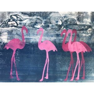 Thompson-Engels, Sarah - Obrazová reprodukce Flamingos, (40 x 30 cm)