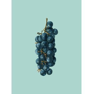 Ilustrace grapes, Finlay & Noa, (30 x 40 cm)