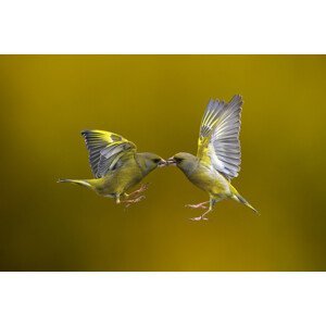 Umělecká fotografie Flying Kiss, Marco Redaelli, (40 x 26.7 cm)