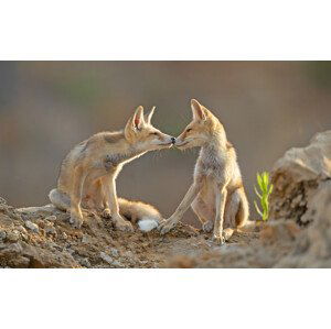 Umělecká fotografie Foxes , Kiss, Shlomo Waldmann, (40 x 24.6 cm)