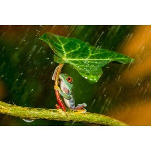 Umělecká fotografie Ohh Noo :( It's Raining, Kutub Uddin, (40 x 26.7 cm)