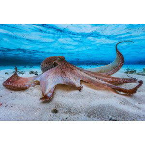 Umělecká fotografie Octopus, Barathieu Gabriel, (40 x 26.7 cm)