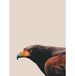 Umělecká fotografie Bird of prey, Finlay & Noa, (30 x 40 cm)