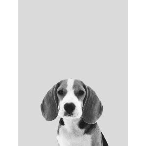 Ilustrace Grey dog, Finlay & Noa, (30 x 40 cm)