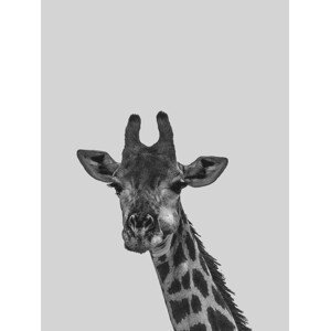 Ilustrace Grey giraff, Finlay & Noa, (30 x 40 cm)