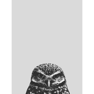 Ilustrace Grey owl, Finlay & Noa, (30 x 40 cm)