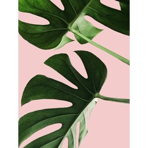 Ilustrace Pink palm, Finlay & Noa, (30 x 40 cm)