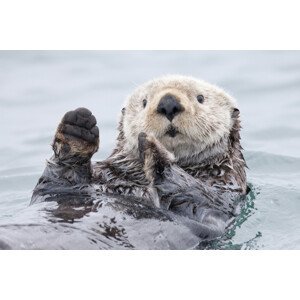 Umělecká fotografie Yesterday I caught a fish thiiis big! - Otter. Alaska, Roman Golubenko, (40 x 26.7 cm)