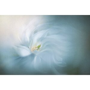 Umělecká fotografie Floral Ballet, Jacky Parker, (40 x 26.7 cm)