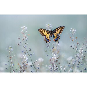 Umělecká fotografie Swallowtail beauty, Petar Sabol, (40 x 26.7 cm)