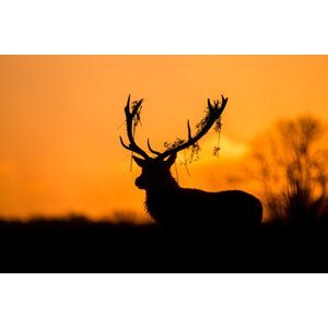 Umělecká fotografie Red Deer Stag Silhouette, Stuart Harling, (40 x 26.7 cm)