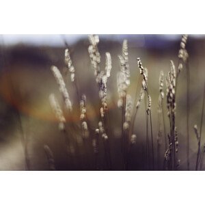 Umělecká fotografie Dry plants, Javier Pardina, (40 x 26.7 cm)