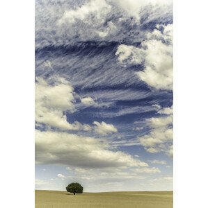 Umělecká fotografie Lonely tree in the middle of a cereal fields, Javier Pardina, (26.7 x 40 cm)