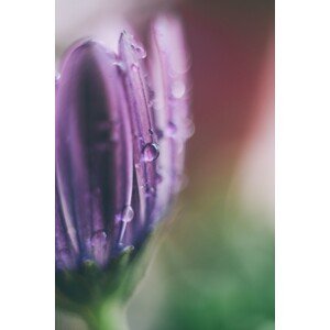 Umělecká fotografie Raindrop on a lilac flower, Javier Pardina, (26.7 x 40 cm)