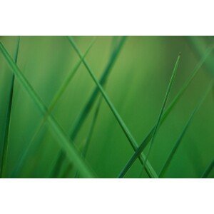 Umělecká fotografie Random grass blades, Javier Pardina, (40 x 26.7 cm)