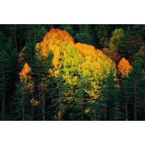 Umělecká fotografie Fall colors trees, Javier Pardina, (40 x 26.7 cm)
