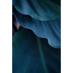 Umělecká fotografie Blades from blue plant, Javier Pardina, (26.7 x 40 cm)