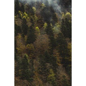 Umělecká fotografie Fall trees and fog, Javier Pardina, (26.7 x 40 cm)