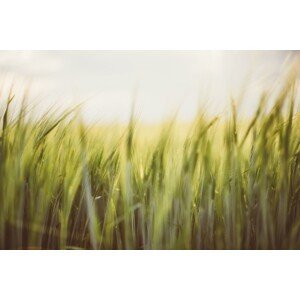 Umělecká fotografie Young cereal fields, Javier Pardina, (40 x 26.7 cm)