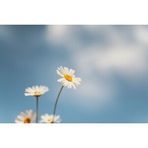 Umělecká fotografie Flowers with a background sky, Javier Pardina, (40 x 26.7 cm)