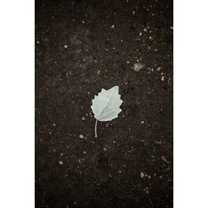 Umělecká fotografie One white leaf on the black terrain, Javier Pardina, (26.7 x 40 cm)