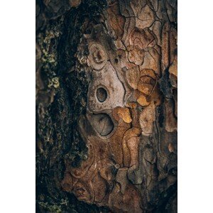 Umělecká fotografie Pine wood, Javier Pardina, (26.7 x 40 cm)