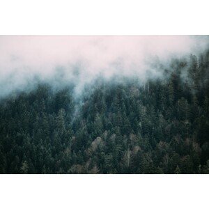 Umělecká fotografie Fog over the forest, Javier Pardina, (40 x 26.7 cm)