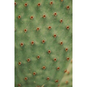 Umělecká fotografie Cactus texture, Javier Pardina, (26.7 x 40 cm)