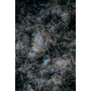 Umělecká fotografie Abstract texture of dandeleon baldes, Javier Pardina, (26.7 x 40 cm)