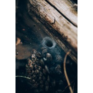 Umělecká fotografie Spider hole between wood, Javier Pardina, (26.7 x 40 cm)