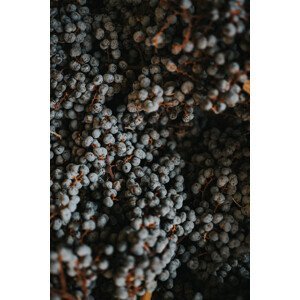 Umělecká fotografie Dry fruits from nature, Javier Pardina, (26.7 x 40 cm)