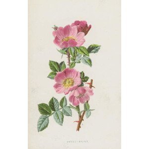 Hulme, Frederick Edward - Obrazová reprodukce Sweet-Briar, (24.6 x 40 cm)
