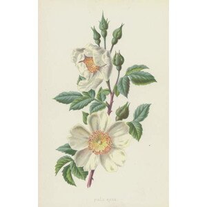 Hulme, Frederick Edward - Obrazová reprodukce Field Rose, (24.6 x 40 cm)