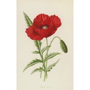 Hulme, Frederick Edward - Obrazová reprodukce Common Poppy, (24.6 x 40 cm)