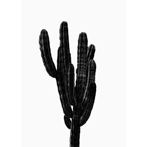 Ilustrace BLACK CACTUS, Finlay & Noa, (30 x 40 cm)