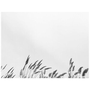 Ilustrace border grass top, Finlay & Noa, (40 x 30 cm)