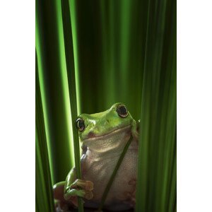 Umělecká fotografie Green Frog, Ahmad Gafuri, (26.7 x 40 cm)