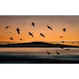 Umělecká fotografie Fly-in at Sunset, Shenshen Dou, (40 x 24.6 cm)