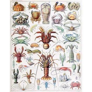 Millot, Adolphe Philippe - Obrazová reprodukce Illustration of Crustaceans c.1923, (30 x 40 cm)