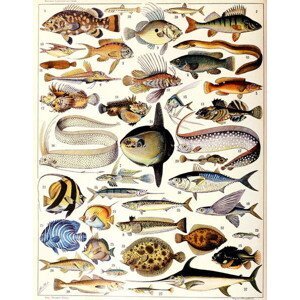 Millot, Adolphe Philippe - Obrazová reprodukce Illustration of Marine Fish c.1923, (30 x 40 cm)