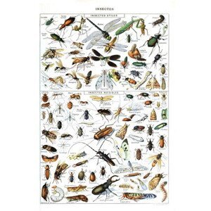 Millot, Adolphe Philippe - Obrazová reprodukce Illustration of  useful Insects and insect pests c.1923, (26.7 x 40 cm)