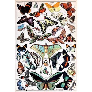 Millot, Adolphe Philippe - Obrazová reprodukce Illustration of  Butterflies and Moths c.1923, (26.7 x 40 cm)