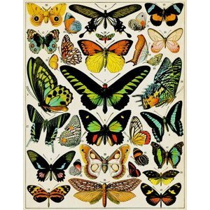 Millot, Adolphe Philippe - Obrazová reprodukce Illustration of Butterflies and moths c.1923, (30 x 40 cm)